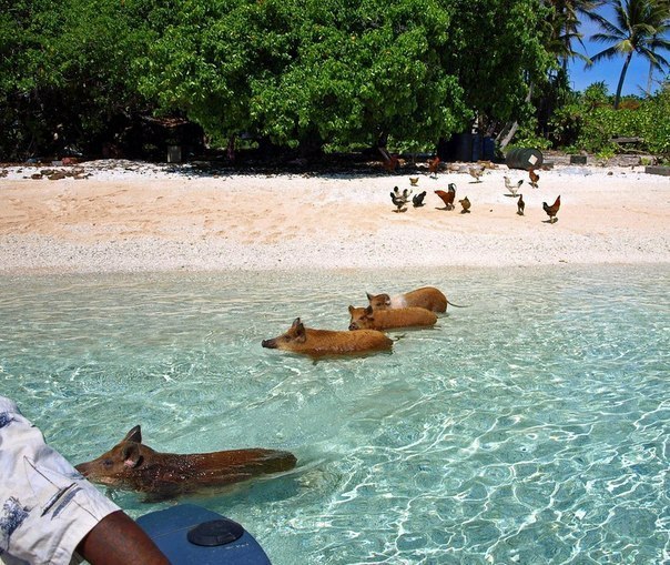 Плавающие свинки у Багамских островов ( фото ). ToLFlV_sZyA