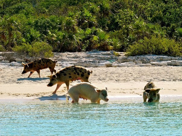 Плавающие свинки у Багамских островов ( фото ). HIWa9tEnJXk