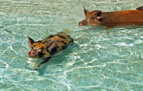 Плавающие свинки у Багамских островов ( фото ). Ff7UVNyhcGU