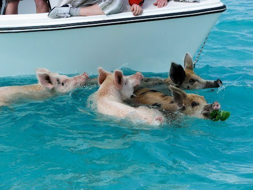 Плавающие свинки у Багамских островов ( фото ). DkOkDFELPII