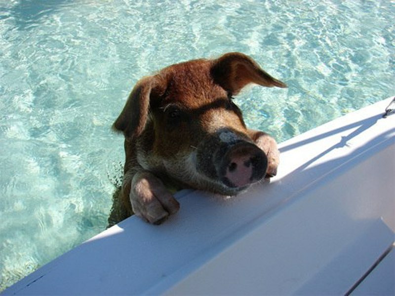 Плавающие свинки у Багамских островов ( фото ). TJ9XhtBC-Zk