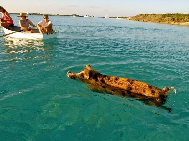 Плавающие свинки у Багамских островов ( фото ). BFrNDw82ly4