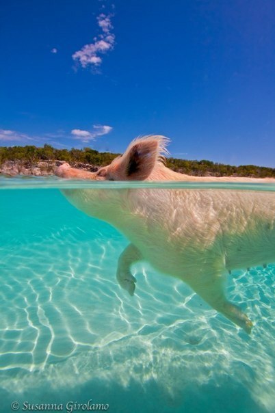 Плавающие свинки у Багамских островов ( фото ). RPGhlKRimys